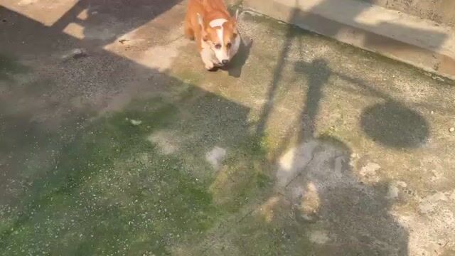 Chó Corgi Cái Nâu trắng Thuần chủng Trưởng thành. Mua bán Chó tại Quận Gò Vấp Tp Hồ Chí Minh được đăng bởi PHẠM DƯƠNG hình 1