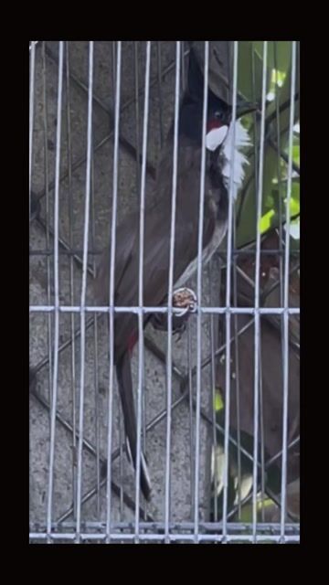 Chim chào mào 1 tháng lồng. Mua bán Chim tại Quận Liên Chiểu Đà Nẵng được đăng bởi Tuấn Dương hình 1