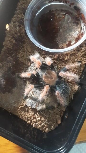 Nhện Tarantula Fire Leg Đen, cam. Mua bán Thú cưng khác tại Huyện Nhà Bè Tp Hồ Chí Minh được đăng bởi Noname hình 1