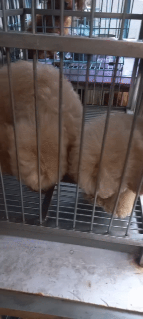 Chó Poodle Nâu. Mua bán Chó tại Quận Phú Nhuận Tp Hồ Chí Minh được đăng bởi Trần Ngọc Kỷ hình 1