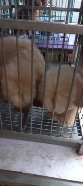 Chó Poodle Nâu. Mua bán Chó tại Quận Phú Nhuận Tp Hồ Chí Minh được đăng bởi Trần Ngọc Kỷ hình 1