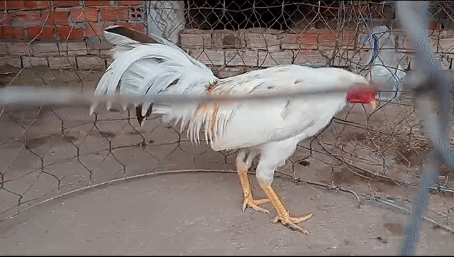 Bướm siu mỹ 7 tháng 2kg. Mua bán Gà tại Huyện Châu Phú An Giang được đăng bởi Nam Phan hình 1