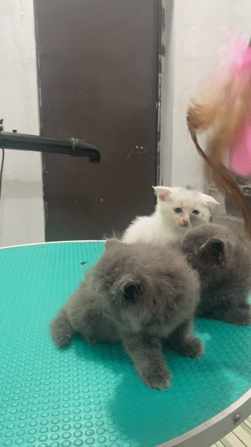 Mèo cảnh Trắng Xám cả hai. Mua bán Mèo tại Huyện Đoan Hùng Phú Thọ được đăng bởi Nguyễn Đức Hải hình 1