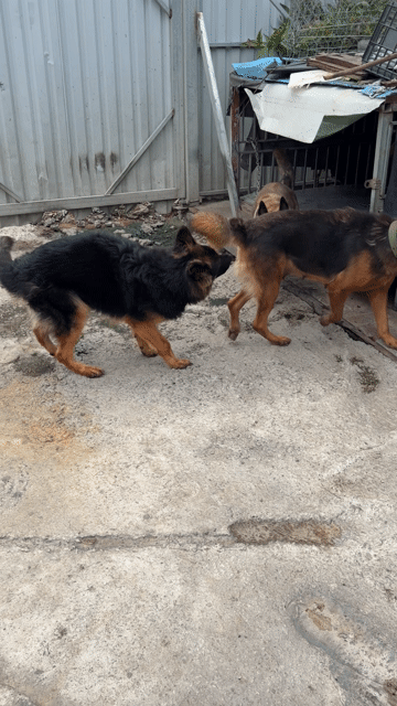 Chó Becgie Đức 11 tháng tuổi. Mua bán Chó tại Thị xã Tân Uyên Bình Dương được đăng bởi đăng khoa hình 1