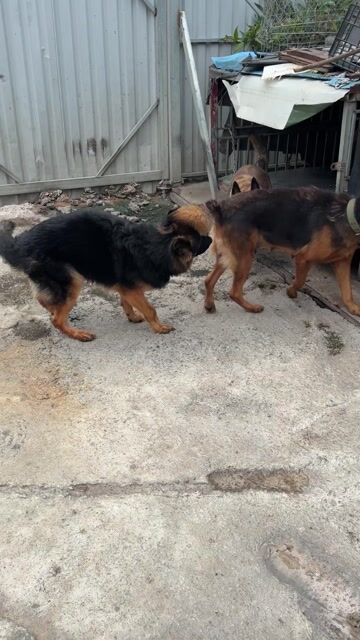 Chó Becgie Đức 11 tháng tuổi. Mua bán Chó tại Thị xã Tân Uyên Bình Dương được đăng bởi đăng khoa hình 1