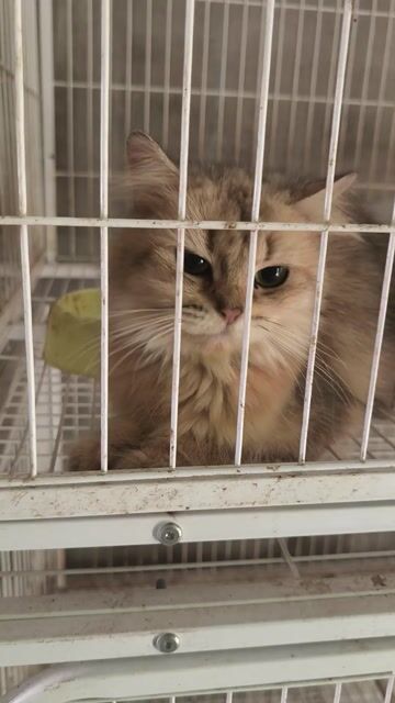 Mèo Golden NY25 cái - Có ship. Mua bán Mèo tại Huyện Mang Thít Vĩnh Long được đăng bởi Nguyên hình 1