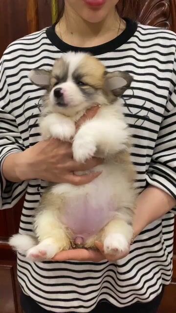 Chó Corgi Cái Thuần chủng. Mua bán Chó tại Quận Ngũ Hành Sơn Đà Nẵng được đăng bởi Ngô Nở hình 1