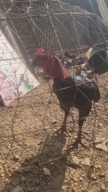 Gà trống làm cảnh đã tiêm phòng. Mua bán Gà tại Huyện Chương Mỹ Hà Nội được đăng bởi Lê văn sơn  hình 1