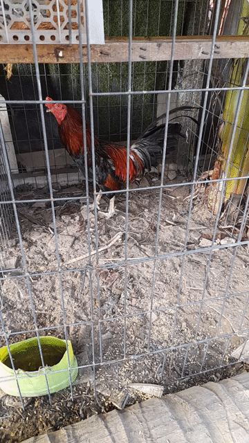 3kg đang thay lông. Mua bán Gà tại Thành phố Rạch Giá Kiên Giang được đăng bởi Hoàng Phương hình 1