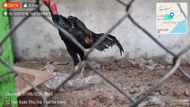 Gà chọi Ô tía 9 tháng. Mua bán Gà tại Quận Liên Chiểu Đà Nẵng được đăng bởi Phương Xd hình 1
