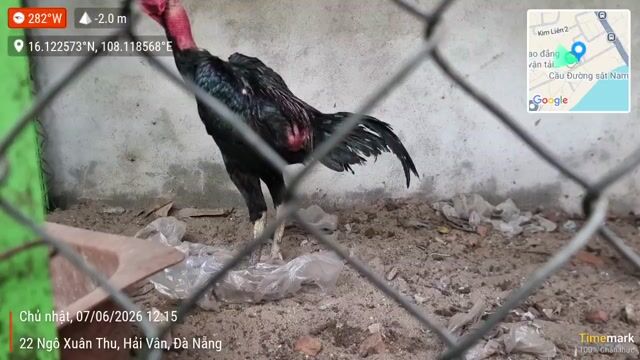 Gà chọi Ô tía 9 tháng. Mua bán Gà tại Quận Liên Chiểu Đà Nẵng được đăng bởi Phương Xd hình 1