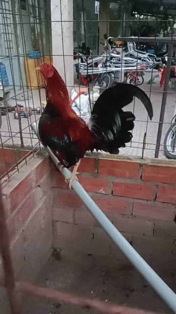 Gà chọi Cuban Mỹ 1.3kg Đỏ đen. Mua bán Gà tại Huyện Long Hồ Vĩnh Long được đăng bởi Nguyen Trong Hieu hình 1