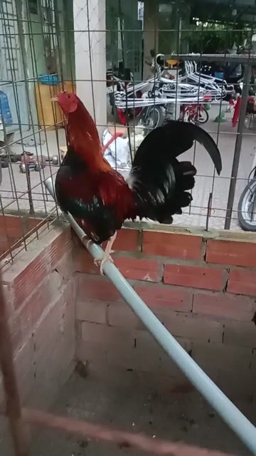 Gà chọi Cuban Mỹ 1.3kg Đỏ đen. Mua bán Gà tại Huyện Long Hồ Vĩnh Long được đăng bởi Nguyen Trong Hieu hình 1