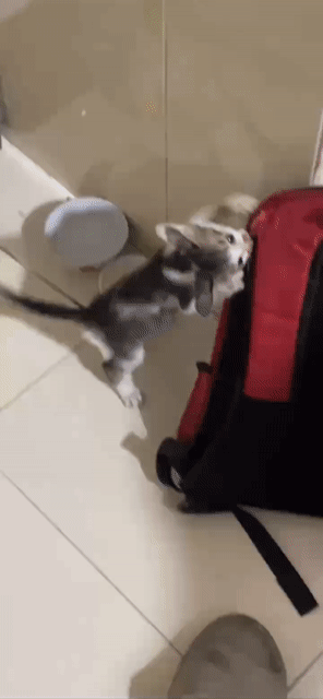 Mèo 3 tháng Trắng Đen. Mua bán Mèo tại Huyện Nhà Bè Tp Hồ Chí Minh được đăng bởi Mina Nguyễn hình 1