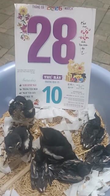 choè than non 2026. Mua bán Chim tại Quận 5 Tp Hồ Chí Minh được đăng bởi chim cảnh  hình 1