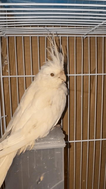 Vẹt Cockatiel trên 3 tháng tuổi. Mua bán Chim tại Thành phố Thủ Đức Tp Hồ Chí Minh được đăng bởi Nhật Trường hình 1