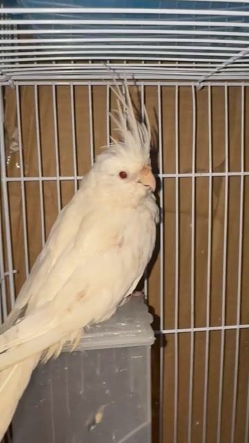 Vẹt Cockatiel trên 3 tháng tuổi. Mua bán Chim tại Thành phố Thủ Đức Tp Hồ Chí Minh được đăng bởi Nhật Trường hình 1