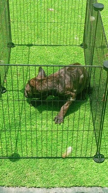 Chó Phú Quốc đốm 2 tháng tuổi. Mua bán Chó tại Huyện Trảng Bom Đồng Nai được đăng bởi Trần Lưu hình 1