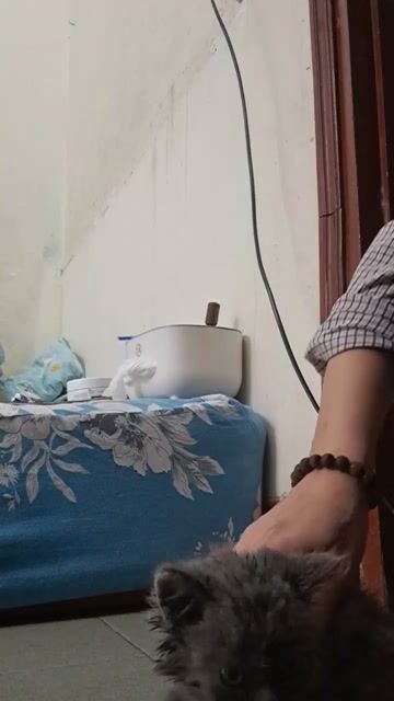 Mèo Anh lông ngắn Xám dưới 3 tháng. Mua bán Mèo tại Quận Thanh Xuân Hà Nội được đăng bởi Thích Đêm hình 1