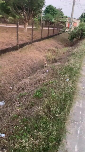 Chó con cái màu nâu vàng. Mua bán Chó tại Huyện Đức Hòa Long An được đăng bởi Gà Vườn  hình 1