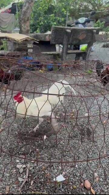 Bướm 1kg350. Mua bán Gà tại Huyện Long Thành Đồng Nai được đăng bởi Asil Hoàng Duy hình 1