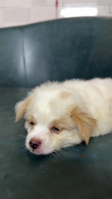 Chó Nhật   rất đẹp , tiêm phòng sổ giun đầy đủ. Mua bán Chó tại Huyện Hoài Đức Hà Nội được đăng bởi Lạc Lạc  hình 1