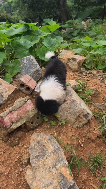 Chó Border Collie F1 Cái Gần 2 tháng Đen trắng. Mua bán Chó tại Quận Ba Đình Hà Nội được đăng bởi Triệu Hồng Đạt hình 1