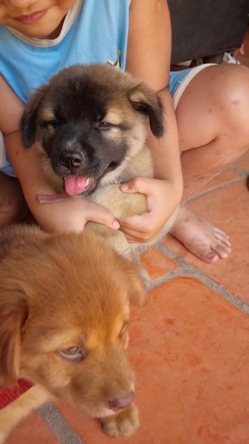 Chó con đực 2 tháng màu Nâu. Mua bán Chó tại Huyện Vũng Liêm Vĩnh Long được đăng bởi Lyminhqui hình 1
