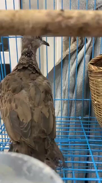 Chim cu đất chim con nuôi lên 200k con. Mua bán Chim tại Quận Ninh Kiều Cần Thơ được đăng bởi huỳnh  hình 1