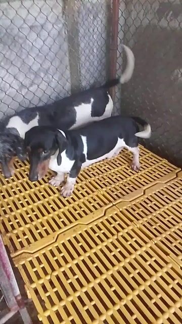 Chó Lạp Xưởng đực cái. Mua bán Chó tại Huyện Đại Lộc Quảng Nam được đăng bởi Trại Gà Giống Đại Lộc Quảng Nam hình 1