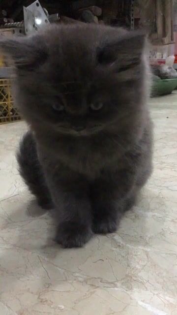 bán mèo nhà đẻ mèo anh lông ngắn màu xám đã tẩy gi. Mua bán Mèo tại Quận Đống Đa Hà Nội được đăng bởi C Tuyến hình 1