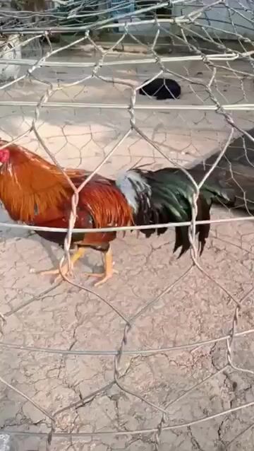 Gà Điều 3kg. Mua bán Gà tại Thành phố Dĩ An Bình Dương được đăng bởi Đức Bình Dương hình 1