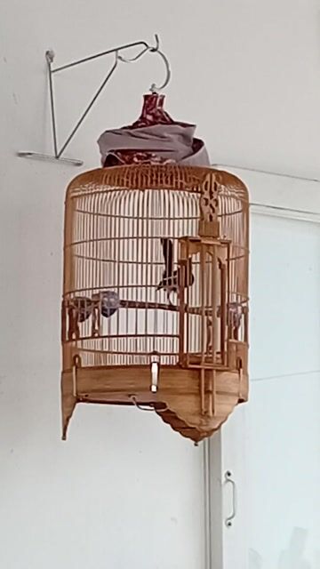 Chim Chích chòe than Hót sổng. Mua bán Chim tại Quận Tân Bình Tp Hồ Chí Minh được đăng bởi Chí Thiện  hình 1