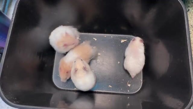 Chuột Hamster trắng. Mua bán Thú cưng khác tại Quận Gò Vấp Tp Hồ Chí Minh được đăng bởi Vĩ Kỳ hình 1