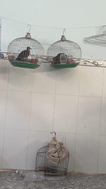 Chim cu gáy. Mua bán Chim tại Quận Bình Thuỷ Cần Thơ được đăng bởi Quốc Anh  hình 1