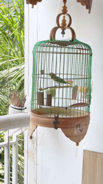 Chim khuyên líu tl tặng lồng như hình. Mua bán Chim tại Quận Sơn Trà Đà Nẵng được đăng bởi Thanh hưng hình 1