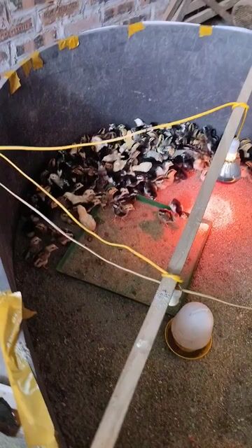 Gà chọi giống Khỏe mạnh. Mua bán Gà tại Huyện Sóc Sơn Hà Nội được đăng bởi Công Đạt hình 1