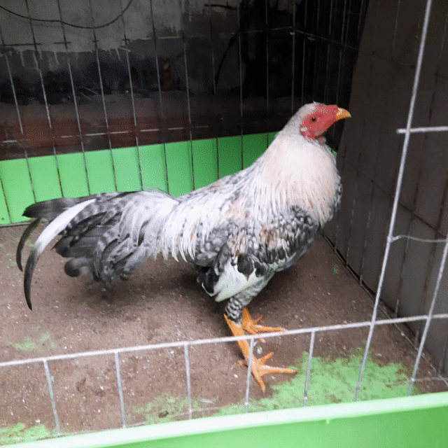  Chuối cú Cuban Mỹ  5 tháng . Mua bán Gà tại Thành phố Biên Hòa Đồng Nai được đăng bởi lâm hình 1