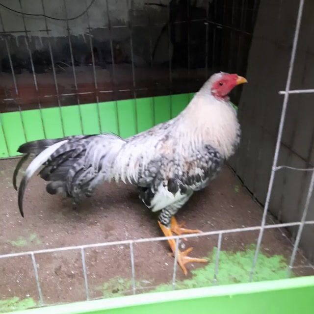  Chuối cú Cuban Mỹ  5 tháng . Mua bán Gà tại Thành phố Biên Hòa Đồng Nai được đăng bởi lâm hình 1