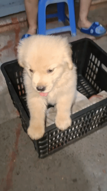 (S)CHÓ GOLDEN ĐÁNG YÊU CÔ CHÚ ƠI !HỐT LẸ HỐT LẸ ^^. Mua bán Chó tại Quận 3 Tp Hồ Chí Minh được đăng bởi Tùng Lâm corgi hình 1