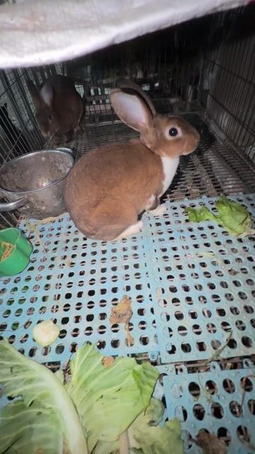 Thỏ Minirex Nâu trắng. Mua bán Thú cưng khác tại Quận Tân Bình Tp Hồ Chí Minh được đăng bởi Trần Thị Minh  hình 1