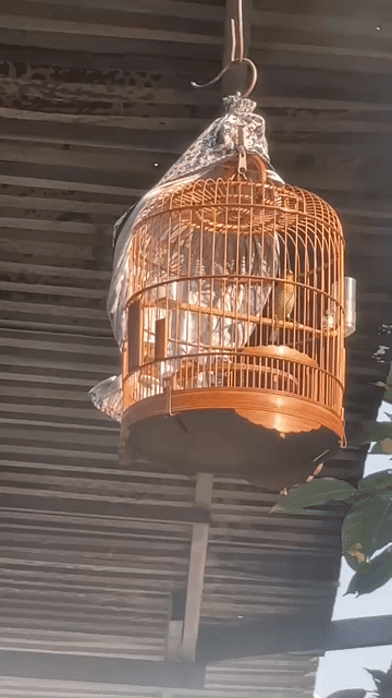 Chim khuyên Vàng. Mua bán Chim tại Quận Bình Thạnh Tp Hồ Chí Minh được đăng bởi SIMPLE hình 1