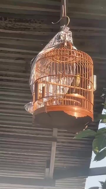 Chim khuyên Vàng. Mua bán Chim tại Quận Bình Thạnh Tp Hồ Chí Minh được đăng bởi SIMPLE hình 1