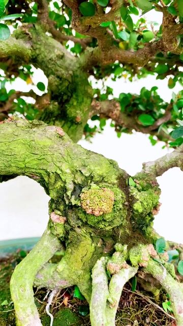 Cây Sam trái Bonsai hàng đẹp. Mua bán Cây cảnh, đồ trang trí tại Thành phố Thủ Đức Tp Hồ Chí Minh được đăng bởi Bonsai Quang Châu  hình 1
