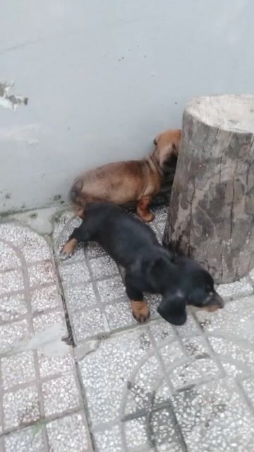 Chó lạp xưởng Đen ,vàng Nâu. Mua bán Chó tại Huyện Bến Lức Long An được đăng bởi loi nguyen thanh hình 1