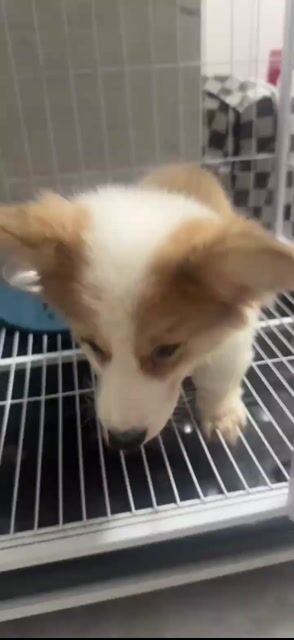Chó Corgi chân ngắn lông đẹp. Mua bán Chó tại Quận Bình Thạnh Tp Hồ Chí Minh được đăng bởi Thu Thu hình 1
