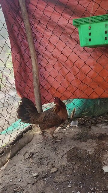 Gà mái Nòi Sil Mỹ. Mua bán Gà tại Huyện Củ Chi Tp Hồ Chí Minh được đăng bởi david mai hình 1