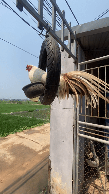 Gà Tân Châu Khét sữa Trống. Mua bán Gà tại Huyện Chương Mỹ Hà Nội được đăng bởi Lg Văn Tú hình 1