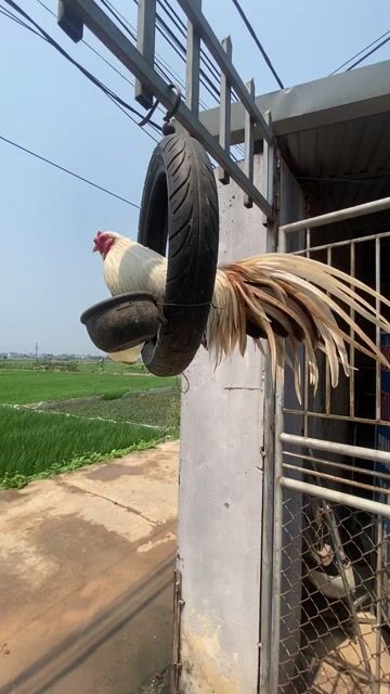 Gà Tân Châu Khét sữa Trống. Mua bán Gà tại Huyện Chương Mỹ Hà Nội được đăng bởi Lg Văn Tú hình 1