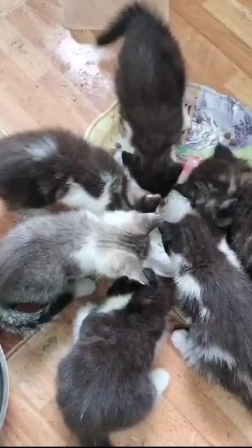 Mèo ALN Đen trắng. Mua bán Mèo tại Quận Hoàng Mai Hà Nội được đăng bởi quynh anh hình 1